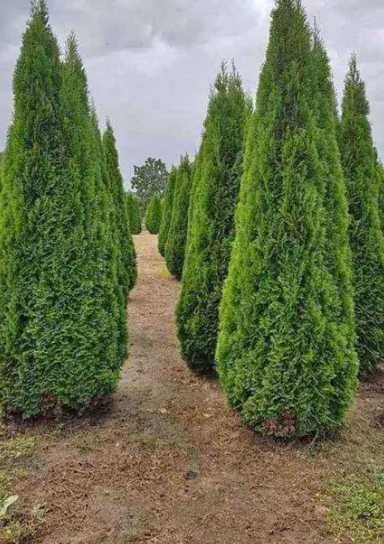 Plante Decorative de Calitate cu Garanție de Prindere