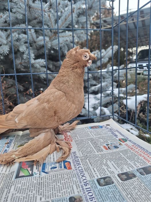 Продам жёлтого самца