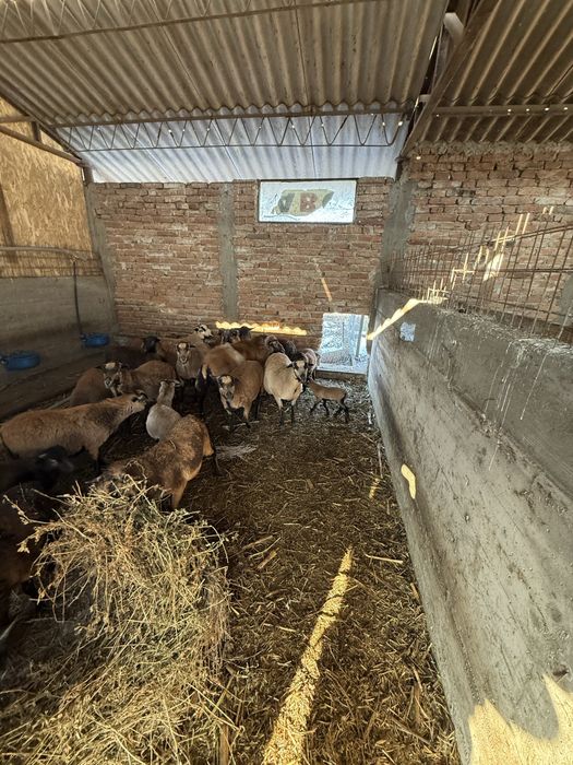 Vând oi de camerun disponibile 10 buc