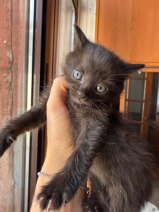 В добрые и заботливые руки