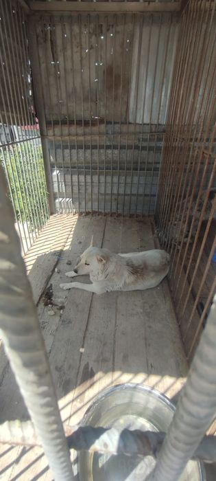 Породистые дворняжки щеночки добрым людям с паспортом Чипированы 16.05