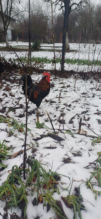 Vând cocoși din rasele Marans,Australorp și Araucana