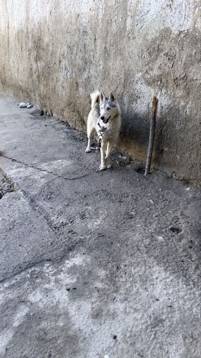 Сибирский хаски 7 ойлик