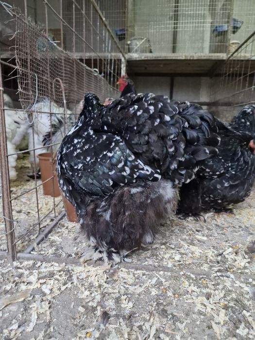 Păsări de rasă cochinchina bobat