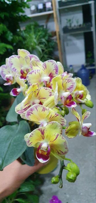 Arxideya (Архилея)