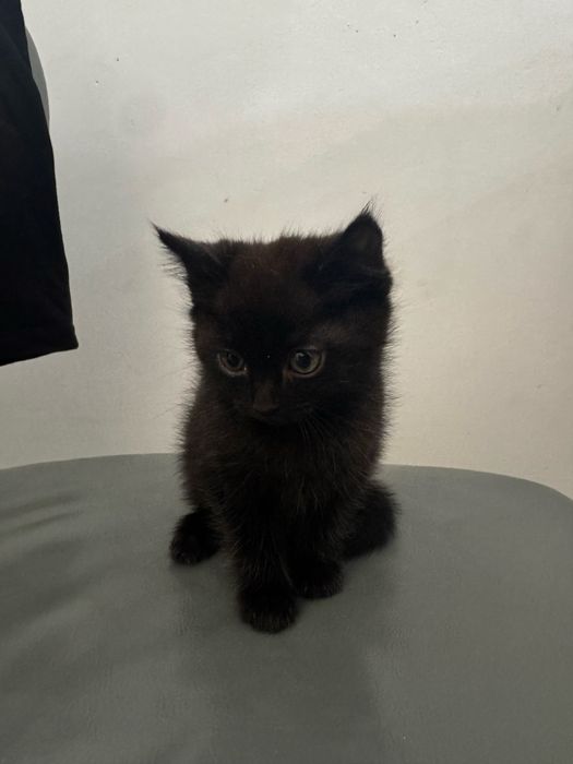Отдам котенка в хорошие руки.