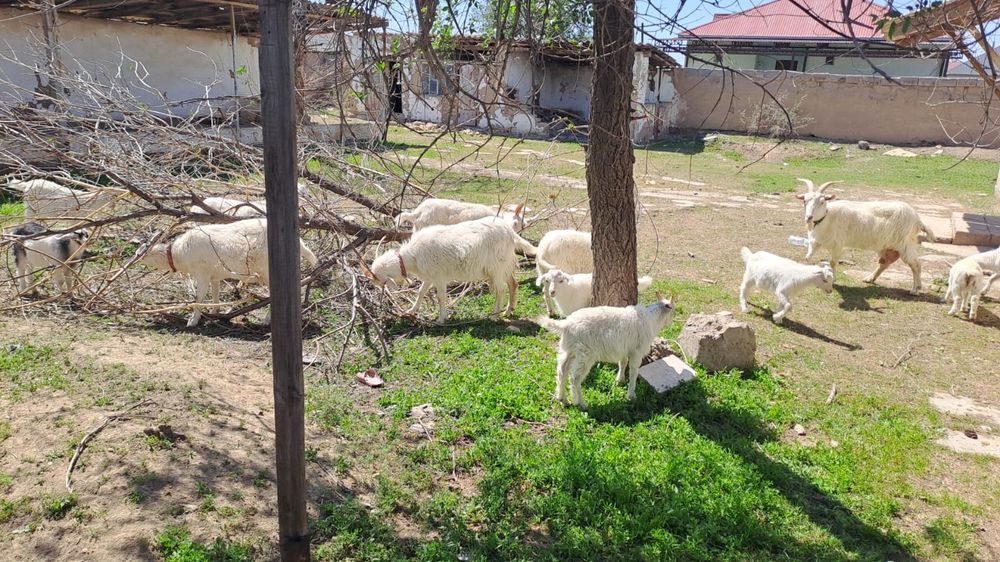 Козы козлята саууға арналған ешкілер