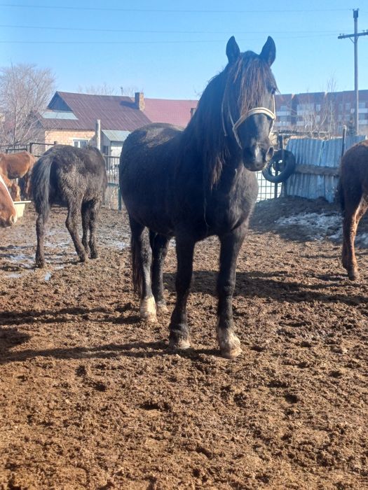 Полутяж айғыр айгыр жеребец