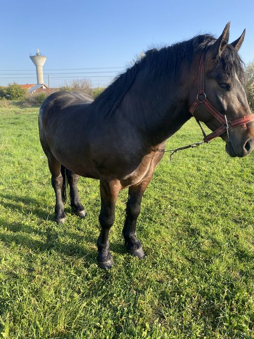 Manz murg de vanzare