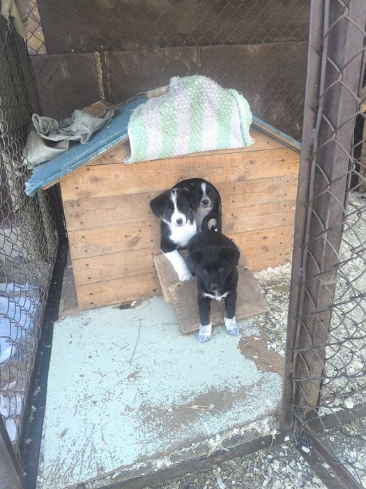 Щенки бесплатно в заботливую семью