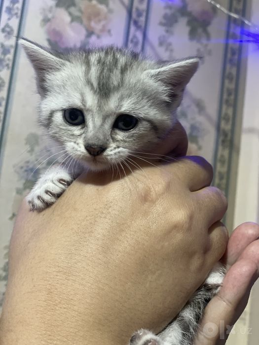 Продается котята