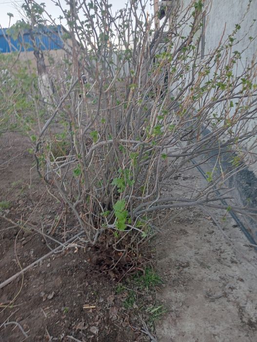 Чёрная смородина