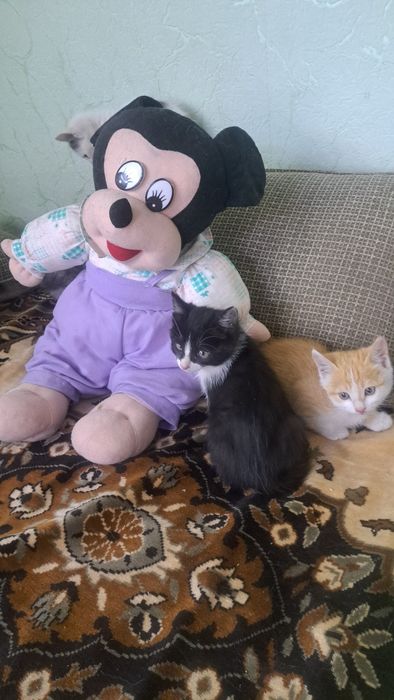 Отдам котят в добрые,любящие руки!