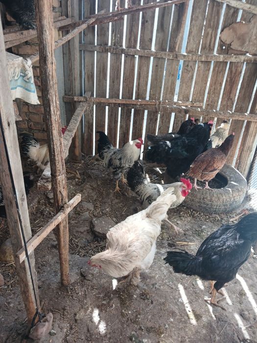 Хo'rozlar va tovuqlar sotiladi xammasi sog'lom