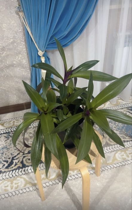 Комнатные цветы разных видов