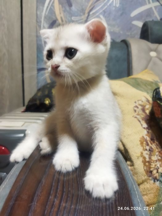 Продаются шотландские чистокровные котята