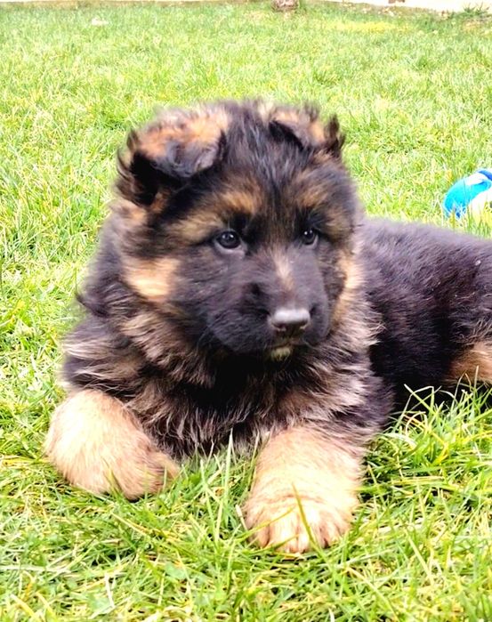 Pui Ciobanesc german