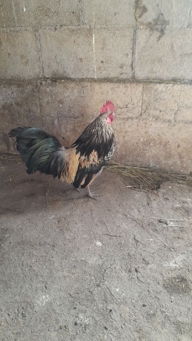 Продам карлик шустрый