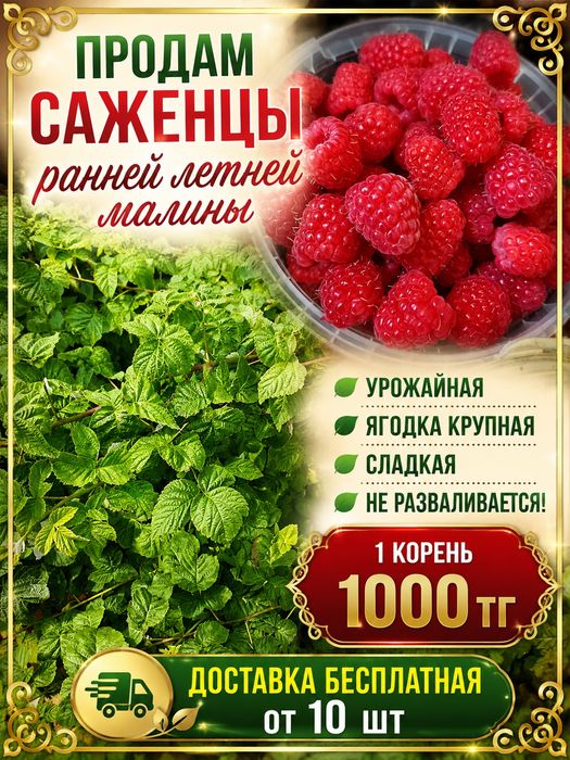Продам саженцы летней малины