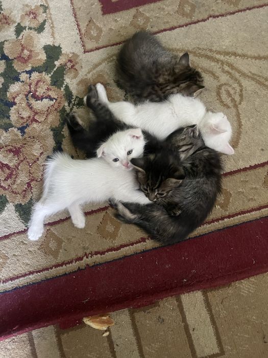 Skotish fold va strayt bolalari zotdor mushuklar