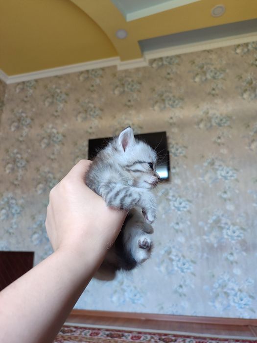 Бритиш шиншилла кошки