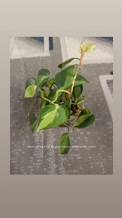 Филодендрон, растения, цветы