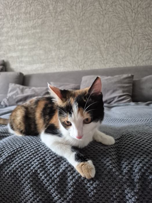 Кошечка красивая трехцветная