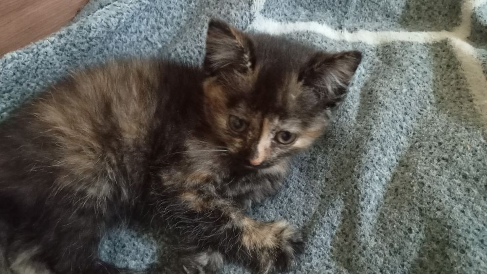 Котята в добрые и любящие руки  руки