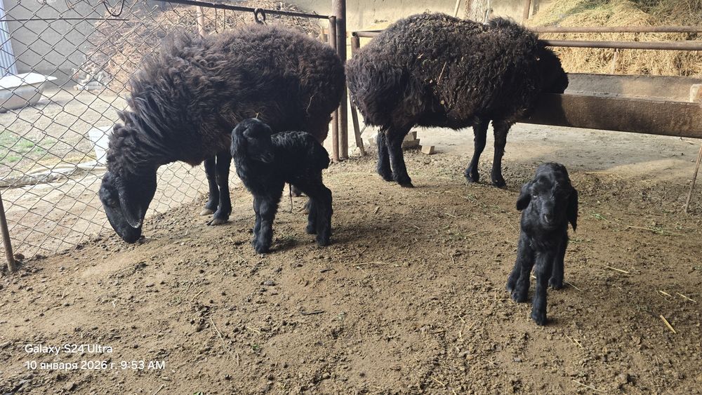 Она бола куй сотилади