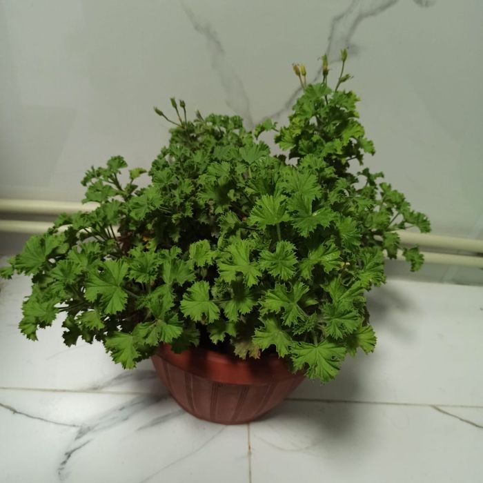 Цветы комнатные Женское счастье Фикус Герань