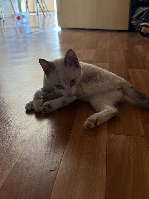 Отдам котенка в добрые руки