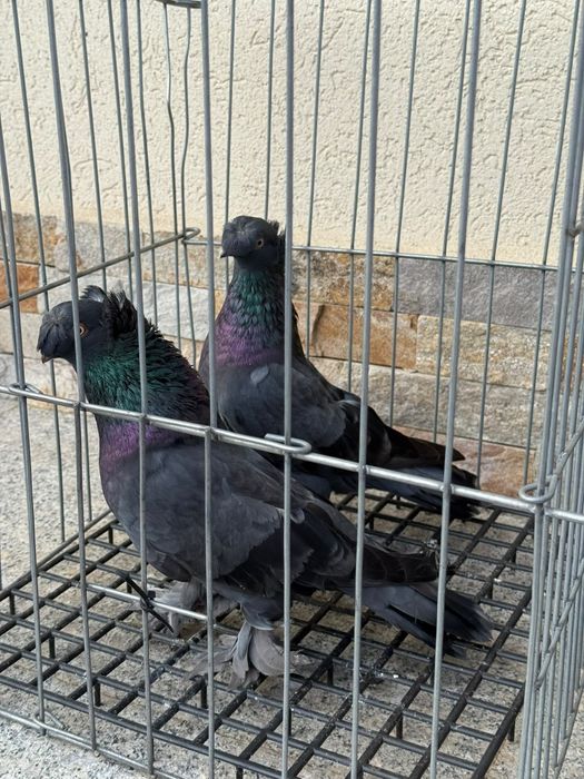 Disponibil jucatori de Botoșani