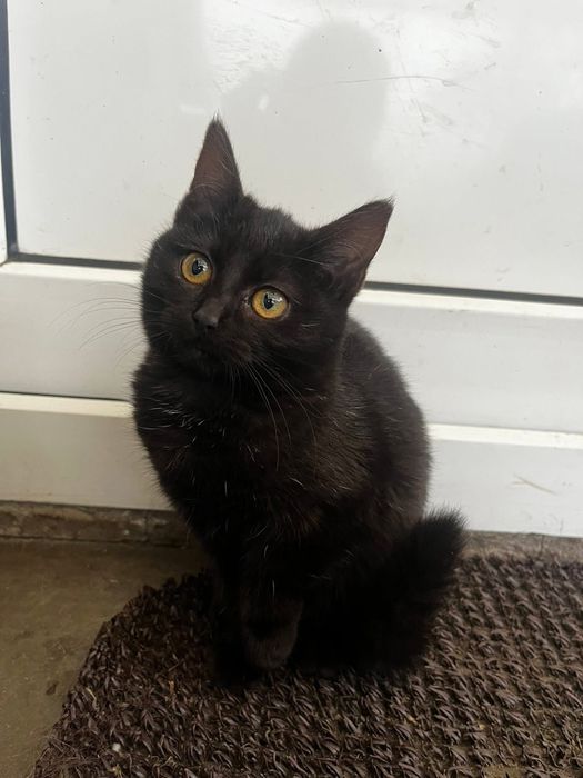 Donez pisici 
Fetite si Băieței. M-ar aj