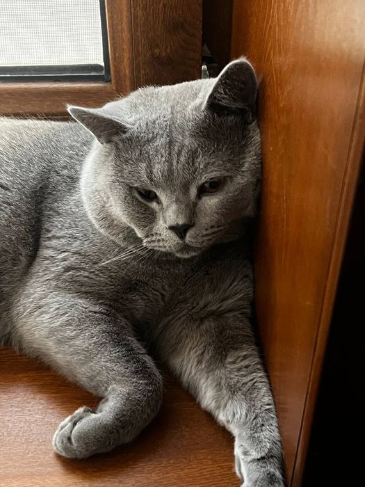 Британские котята