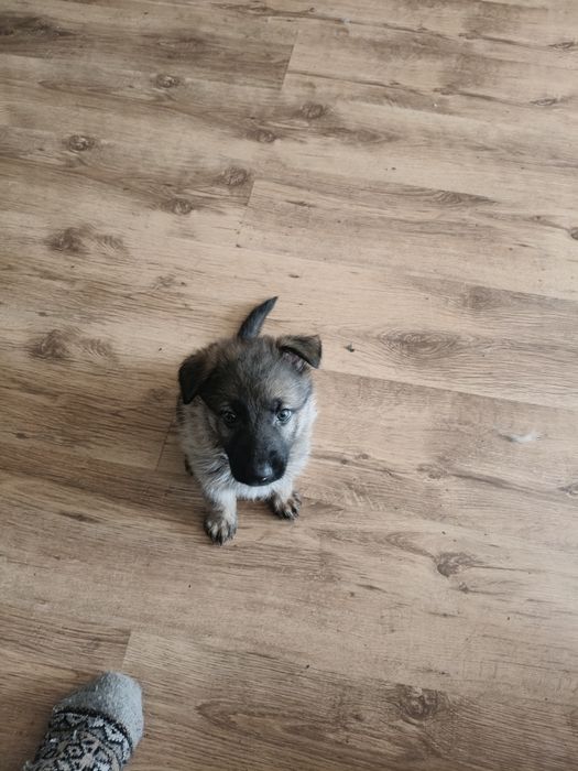 Щенки немецкой овчарки