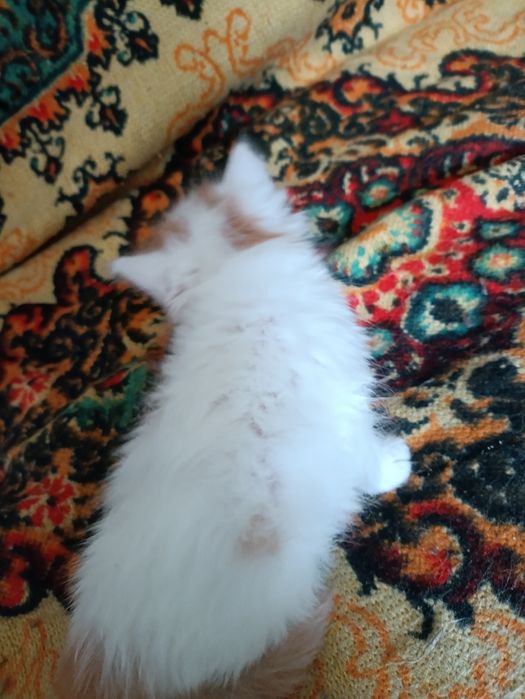 Котёнок белой ангоры