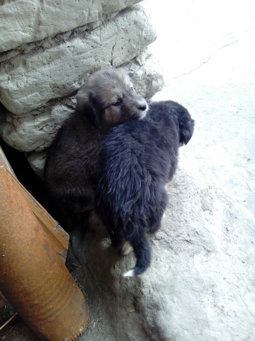 Chõponi it sotiladi