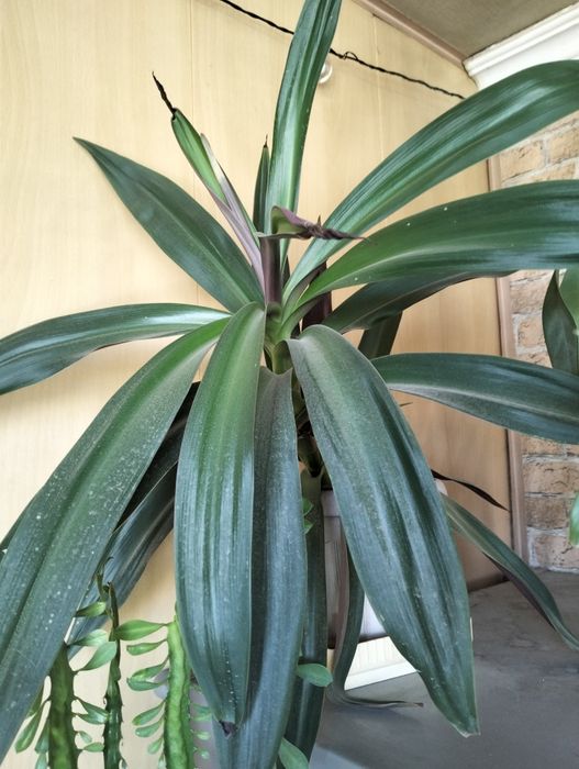 Комнатные цветы для дома и офиса