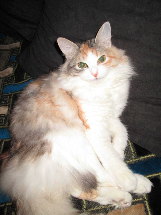 Мыльница Canon A3500IS