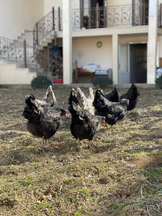 Avstralorp Joja tuxum sotiladi