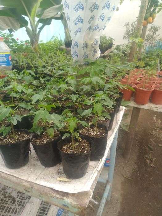 Banan papaya ananas  Sitrus ko'chatlar sotiladi