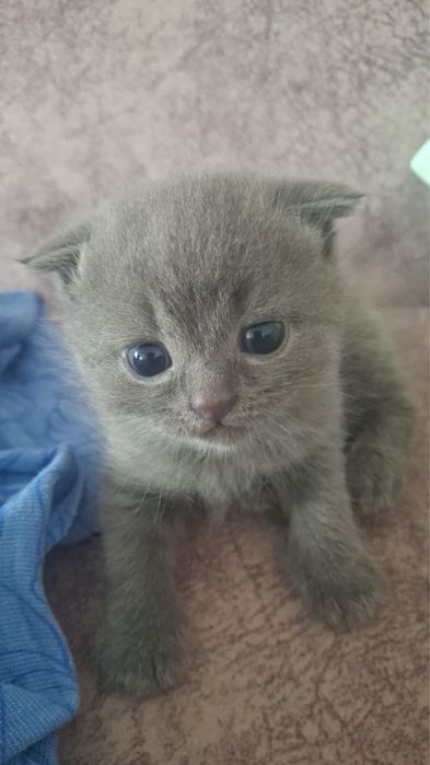 Продам котят шотландские скоттиш фолд, скоттиш страйд.