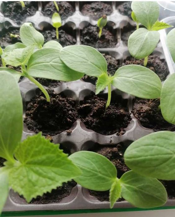 Bodring pomidor ko'chatlari sifat kafolati