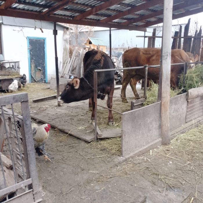 Подам телочку прода алатау