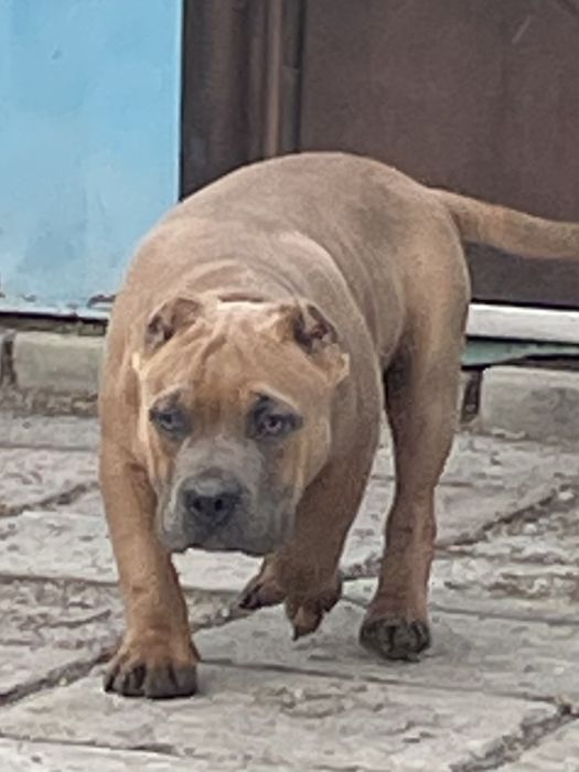 Щенки американский булли