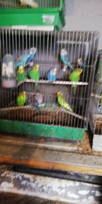 Nimfe și Perusi și alte păsări