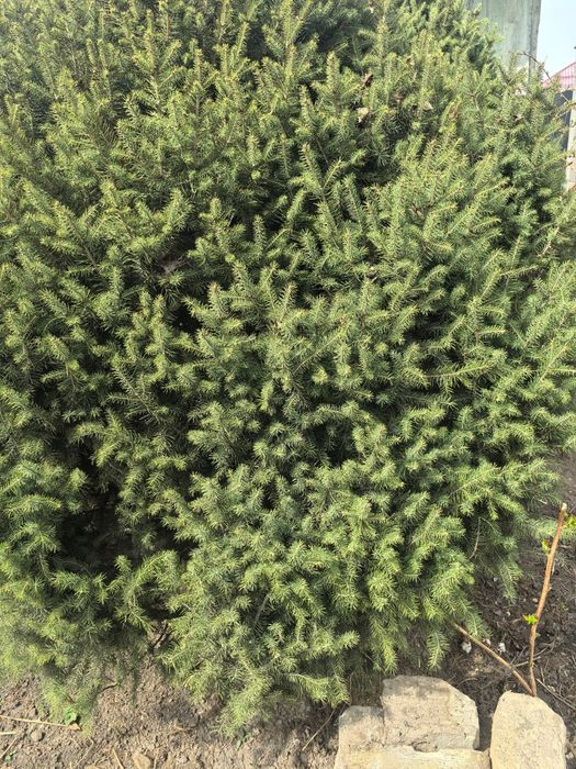 Ёлку продам   Ёлку