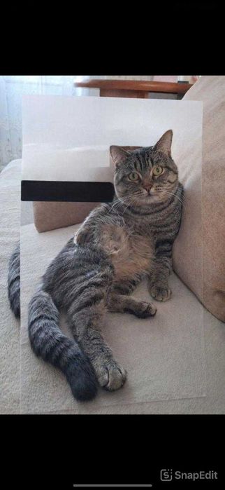 Пропал кот. Помогите найти!