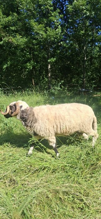 Berbec stramior produși se vad si la fata locului