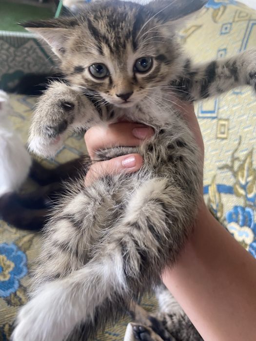 Одам котят бесплатно